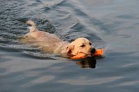 labrador apporteert een dummy