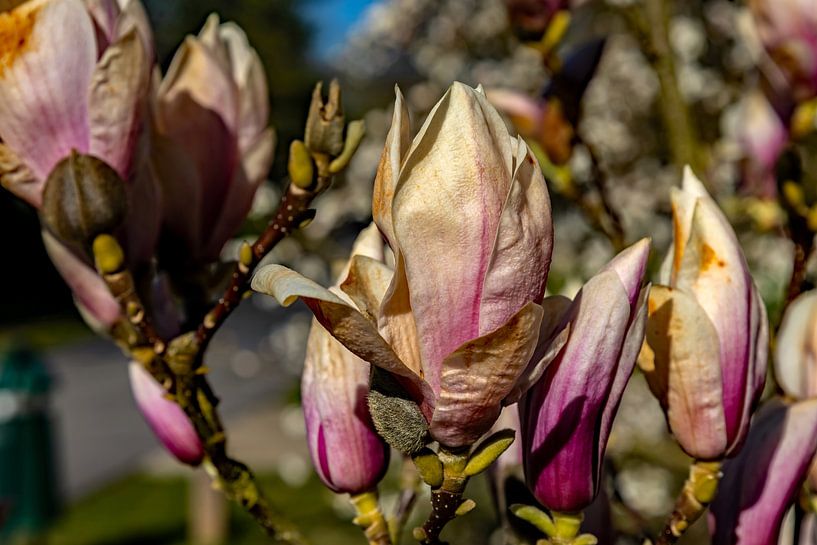 Purple magnolia Susan by Holger Felix