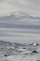 Dovrefjell Norwegen im Winter