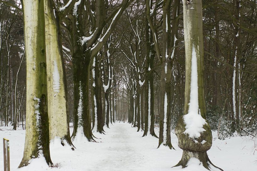 Snow on trees in forest, Netherlands, Roosendaal by Wies Van Erp