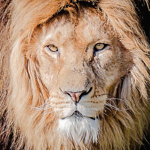 Staredown von Fotografie Jeronimo