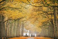 The bright  shining gold autumn 