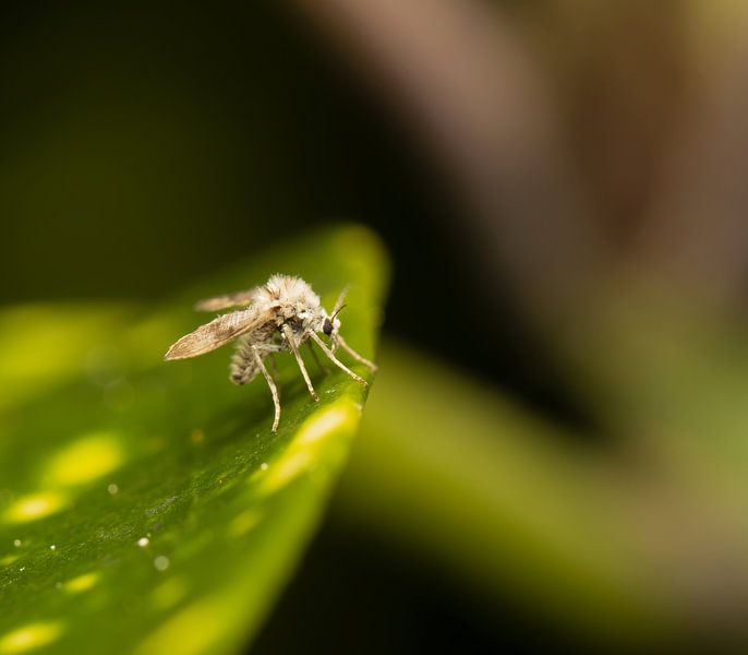 Mot Becher von Vincent Vroegop