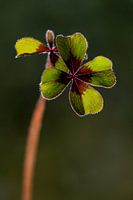 Glück mit einem vierblättrigen Kleeblatt