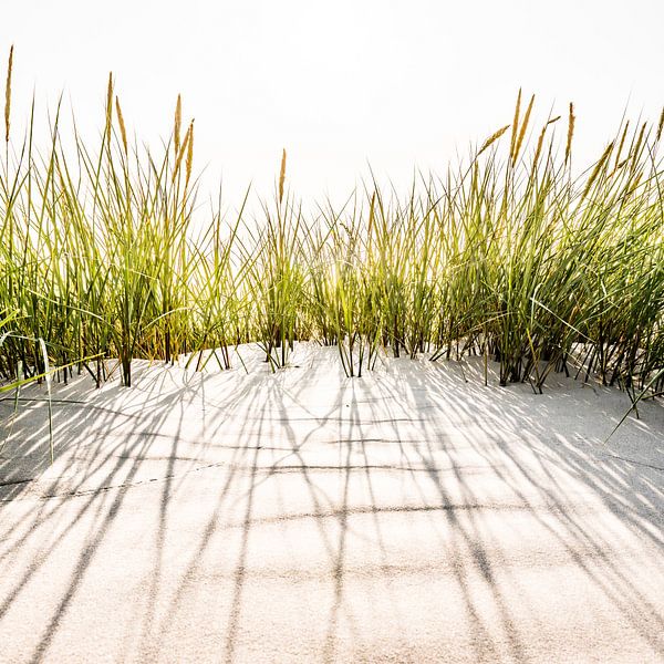 Dünengras von Denis Feiner