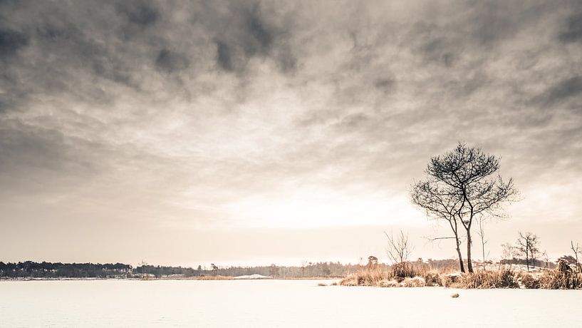 Winter in der Overasseltse und Hatertse Vennen von Lex Schulte