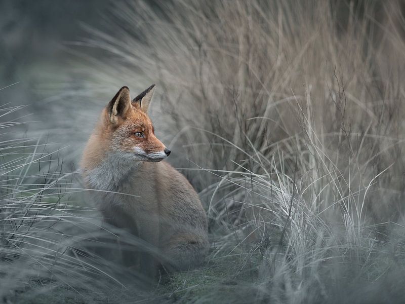 Renard dans la nature par Roy Kreeftenberg
