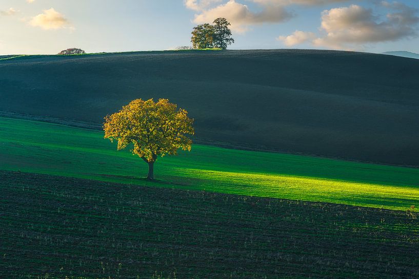 Solitary Trees at Sunset in Val d'Orcia Rolling Tuscan Hills by Stefano Orazzini