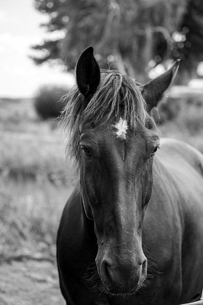 Close-up horse head - timeless beauty 4 by Kees Goethart