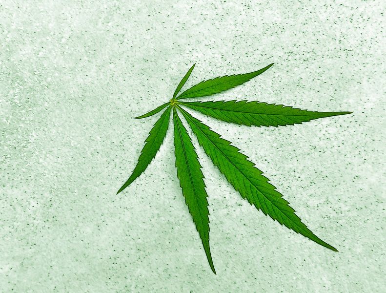 Weed-Transfer by Caroline Lichthart