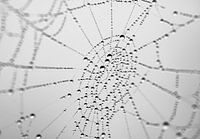 Spider web and raindrops