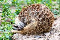 Rustend stokstaartje