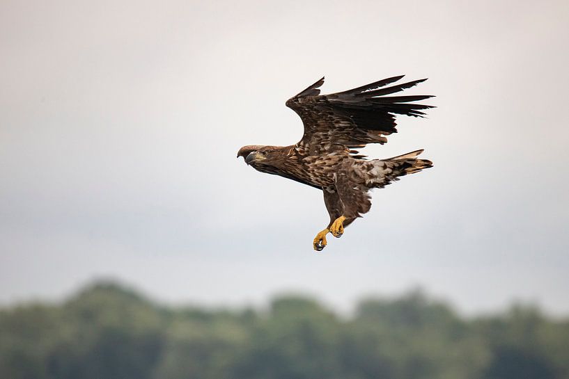 White Tailed Eagle, Haliaeetus albicilla by Gert Hilbink