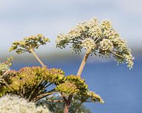 Umbellifer