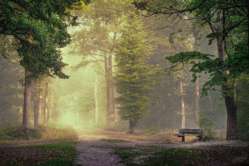Breda Liesbos in the fog by Egon Zitter