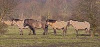 Vier geduldige paarden