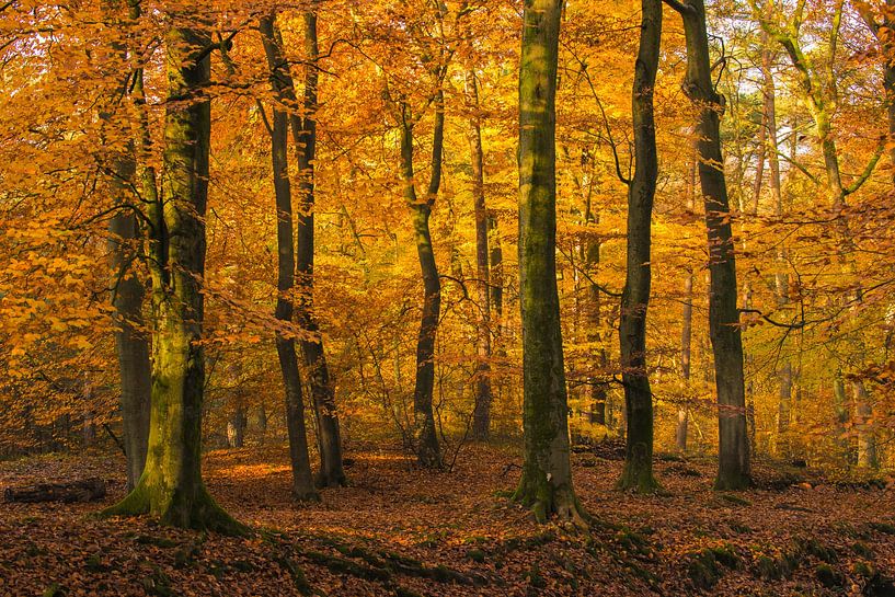 Bach in einem Herbstwald an einem frühen Herbstmorgen von Sjoerd van der Wal Fotografie
