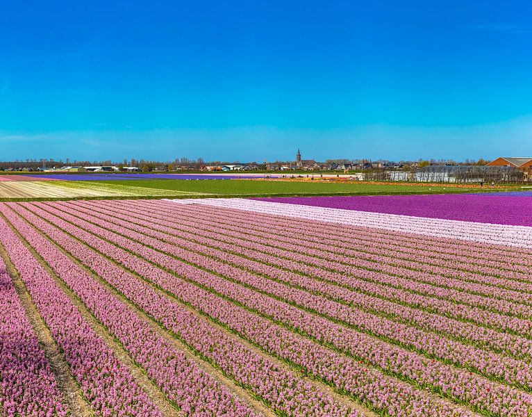 Red white purple bulb field, Hillegom, , South Holland, Netherlands by Rene van der Meer