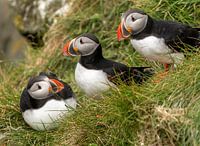 Papageientaucher in Island