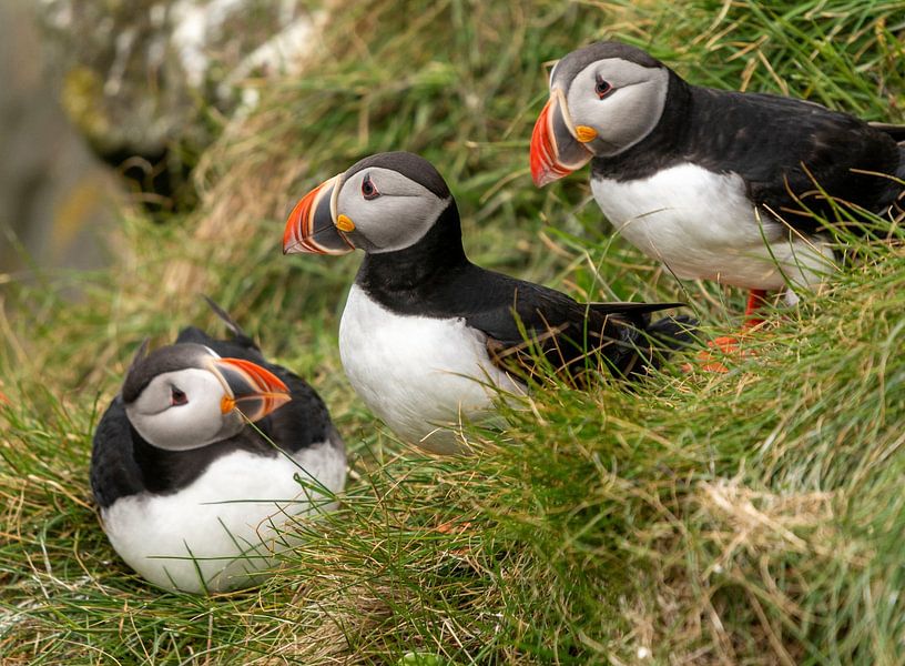 Macareux moines en Islande par Caroline Pleysier