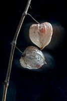 Plante lanterne dansante