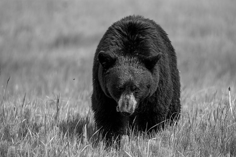 Wild black bear in North America by Roland Brack