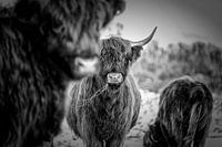 Schottische Highlanders 4