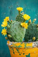 Cactus flowers in a colourful pot