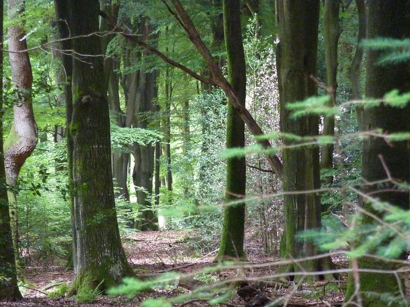 Verdwaald van Sander Frankfoort