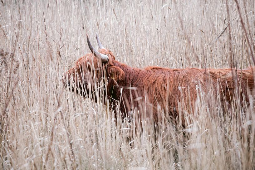 Schottische Highlander im Amsterdamer Wald von Lindy Schenk-Smit
