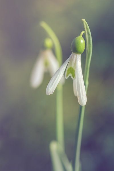 sneeuwklokjes von Alessia Peviani