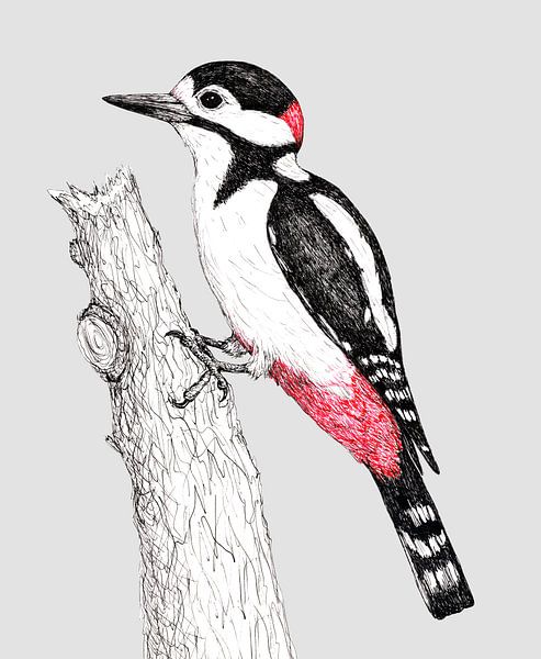 Great spotted woodpecker by Bianca Wisseloo