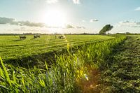 Dutch meadow with cows and beautiful sky