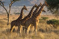 Giraffen