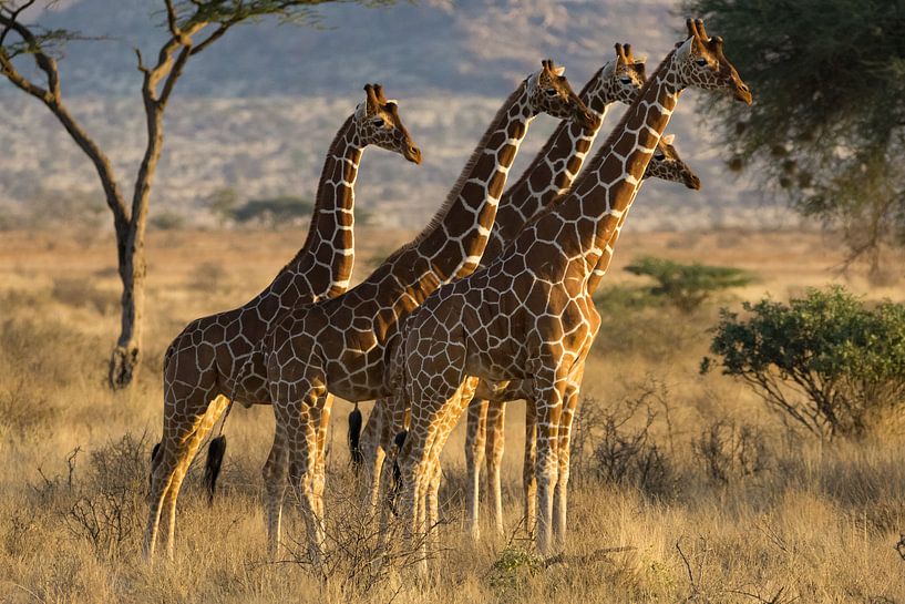 Giraffen von Gerwin Hoogsteen