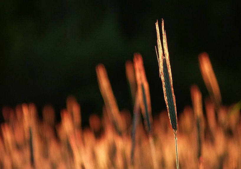 Fields of Gold (Incandescent Helmets) by Caroline Lichthart