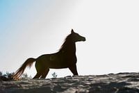 Arabier op zandvlakte