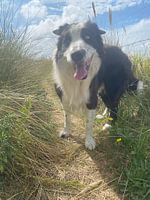BorderCollie tussen strand en duin
