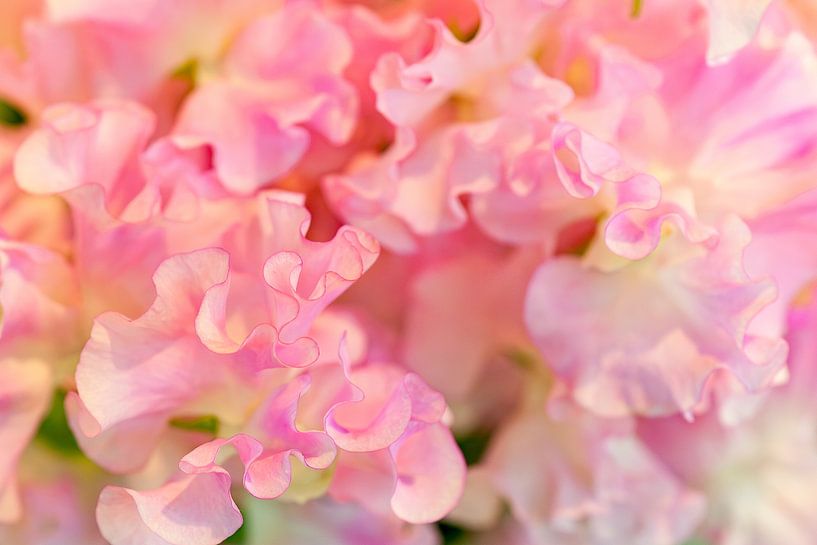 Lathyrus von Martien Janssen