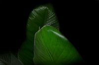 strelitzia nicolai en gros plan