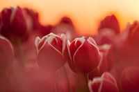 Zusammen mit seinen beiden