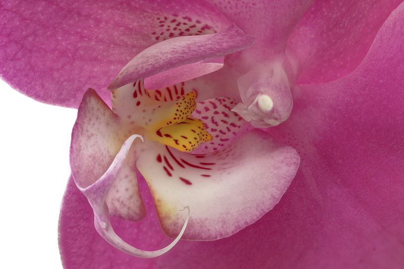 Orchid heart by Tanja van Beuningen