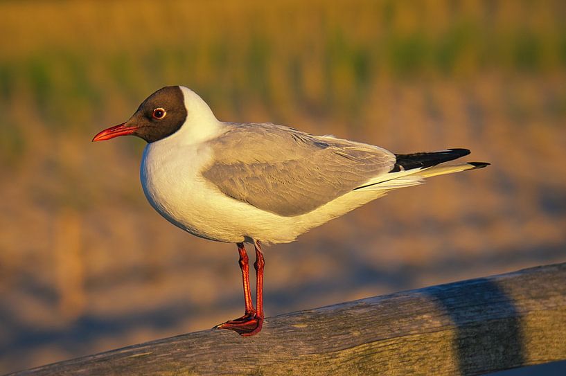 Seagulls on a groyne on the Baltic Sea. by Martin Köbsch