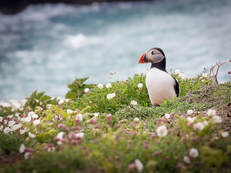 Papageientaucher auf der Insel Skomer von Caatje Clicks