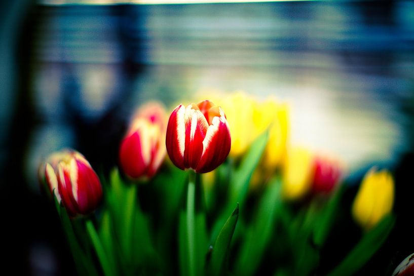 Rode tulp par Erik Rudolfs