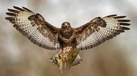 Bussard, Raubvogel, Tiere (Biologie), Naturfotografie, Wildtiere (Natur), Bokeh, Warteraum, Fänger, Hintergrund