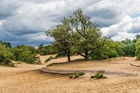Drunense Dunes Rustling Hunter