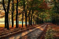 Baumallee Veluwe mit Herbst