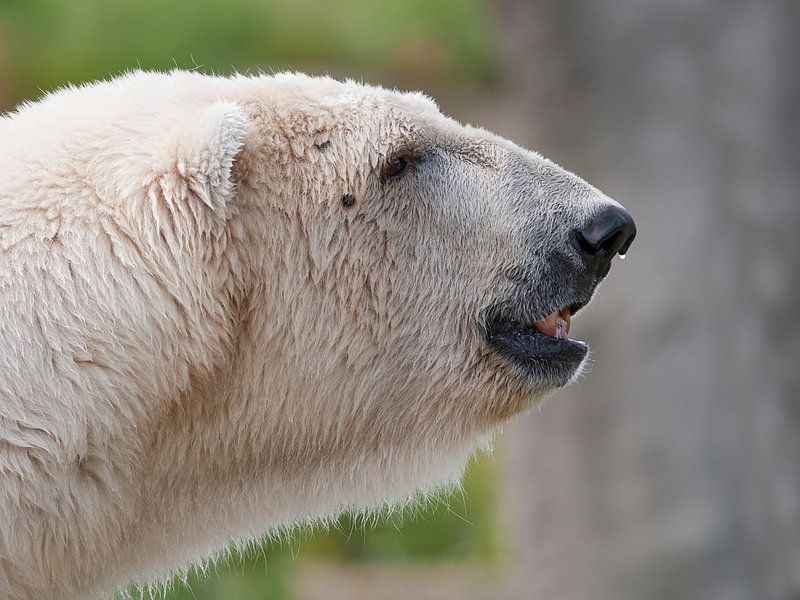 Polar bear : Blijdorp Zoo by Loek Lobel