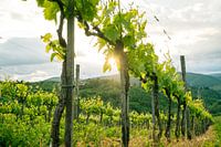 Schöne Reben in der Toskana